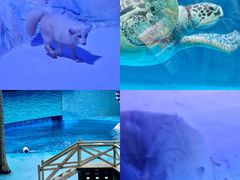 -海合安成都极地海洋公园