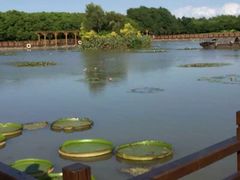 -大湾区中央湿地公园