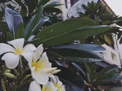 -槟城街头艺术街区