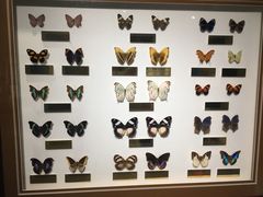 -上海昆虫博物馆