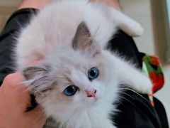 -lincat·猫舍(广州店)