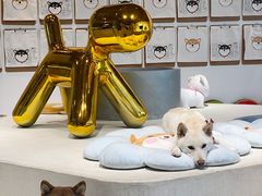 -柴务处·柴犬主题狗咖