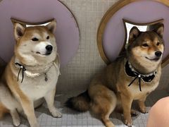 -柴务处·柴犬主题狗咖