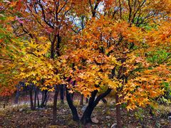 -阳台山自然风景区