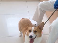 -美联众合动物医院·24h京西诊疗中心