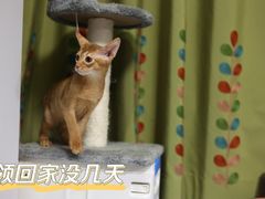 -babydoll猫舍·米努特·德文·缅因(久光中心店)