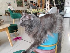 -平行世界·猫咖(首经贸店)