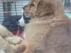 -哈尔滨道外花鸟鱼市场