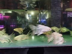 -中环花鸟鱼虫市场
