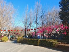 -莲花池公园
