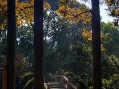 -上海醉白池公园