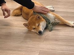 -柴迷FANS CLUB·柴犬狗咖·猫咖