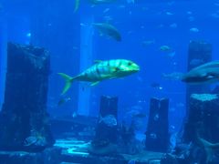 -迪拜水族馆及水下动物园