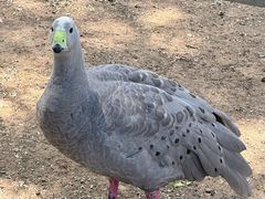 -费瑟代尔野生动物园