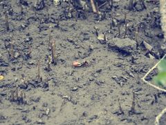 -北海金海湾红树林生态旅游区