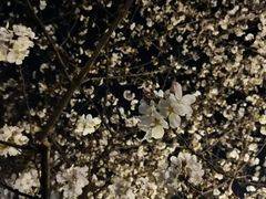 -鸡鸣寺
