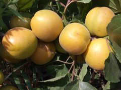 -小黑石海滨浴场·停车场