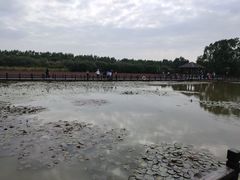 -大湾区中央湿地公园