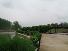 -合肥滨湖国家森林公园