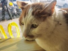 -平行世界·猫咖(首经贸店)