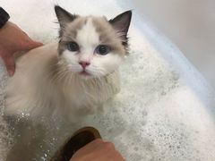-momokira米努特·德文卷毛猫·棉花面纱犬