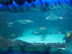 -悉尼海洋生物水族馆