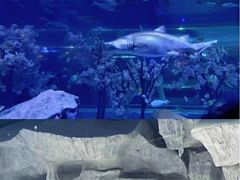 -海合安武汉极地海洋公园
