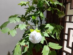 -秋霞圃