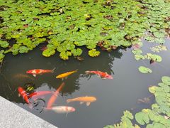 -杭州植物园