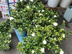 -循礼门鲜花花市(武汉循礼门店)