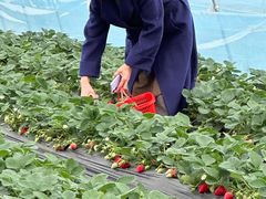 -喜杨洋草莓采摘园