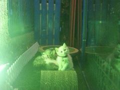 iphone_upload_pic-Sirena海妖日咖夜酒