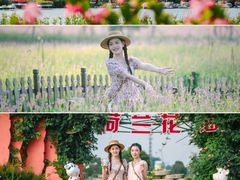 -荷兰花海