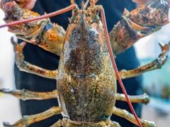 -驻海渔市(置信店)