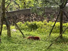 -都江堰中华大熊猫苑