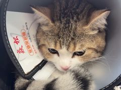 -博特宠物医院24h犬猫全科.骨科·异宠