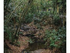 -滴水岩森林公园