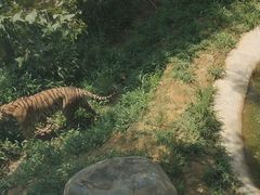 -泉州海丝野生动物世界