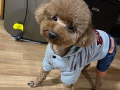 -熊小胖宠物生活馆(天华园店)