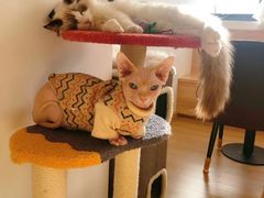 -猫腻·猫咖·撸猫馆(星光大道店)
