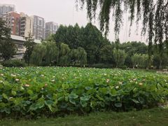 -堤角公园