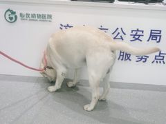 -心仪动物医院·牙专科·肿瘤·心脏科(西客站院)