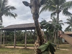-海南热带野生动植物园