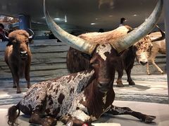 -自然博物馆(地铁站)