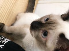 -李小姐の猫咖啡馆(五角场店)