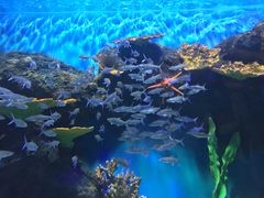 -华夏文旅海洋公园