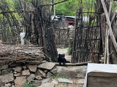 -大岭沟猕猴桃谷风景区
