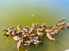 -野鸭湖国家湿地公园