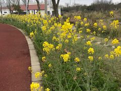 -上海长兴岛郊野公园