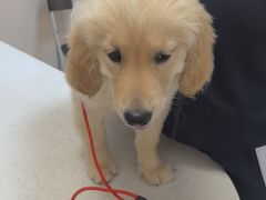 -瑞鹏宠物医院(大运分院)